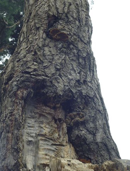 On a stem wound (small brackets) on black pine in Hocley, UK.